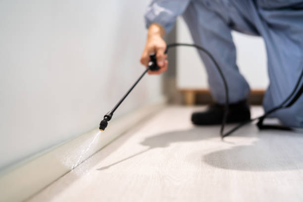 Licensed Ant Control service in Tuscumbia, AL - Show Me Pest Control